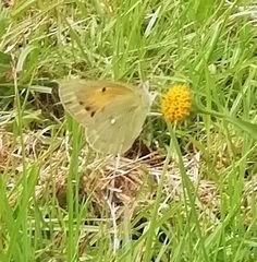 Colias electo electo