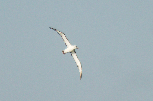 Atlantic Yellow-nosed Albatross (Thalassarche chlororhynchos), photo 3