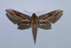 Xylophanes acrus
