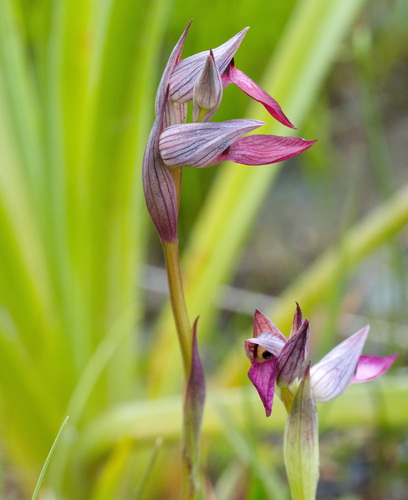 Serapias lingua, photograph 4