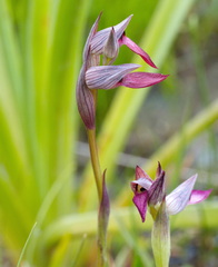 Serapias lingua, photograph (c) TOUROULT Julien, some rights reserved (CC BY)
