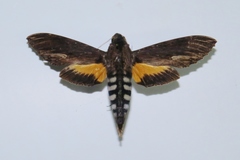 Erinnyis alope alope