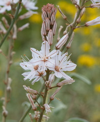 Asphodelus ramosus, photograph (c) TOUROULT Julien, some rights reserved (CC BY)