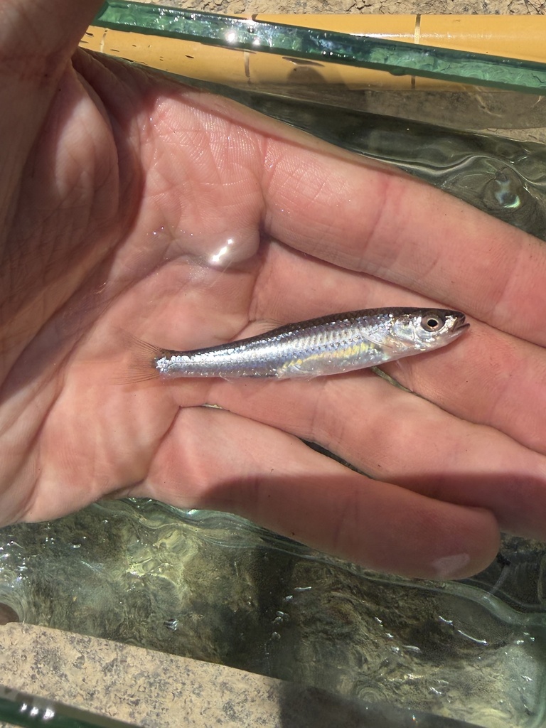 Highland Shiner