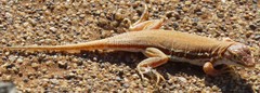 Meroles cuneirostris