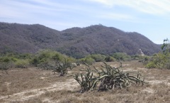 Stenocereus standleyi