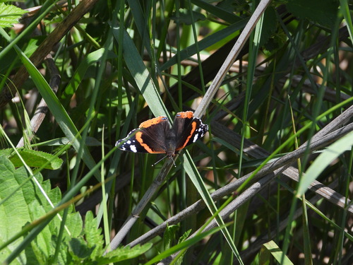 Red Admiral