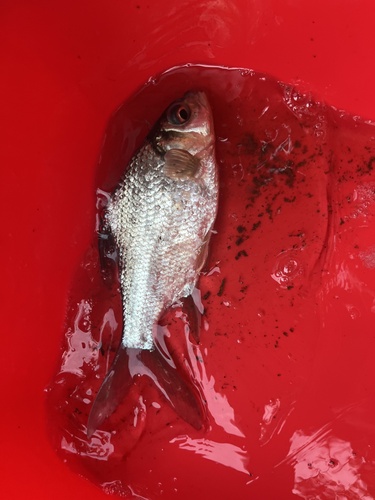 Smith's barb (Puntioplites proctozystron) — Cyprinidae — 3