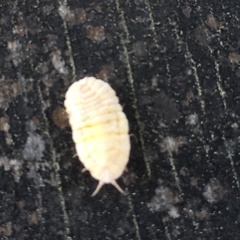 Marchalina hellenica