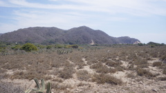 Stenocereus standleyi