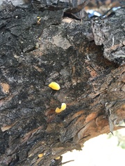 Marchalina hellenica