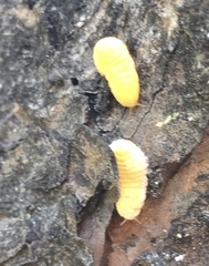 Marchalina hellenica