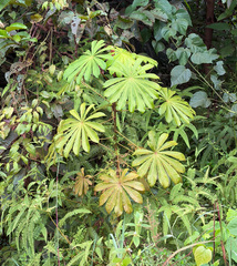 Musanga cecropioides