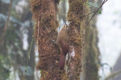 Xiphocolaptes promeropirhynchus