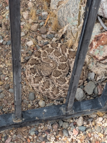 Western Diamondback Rattlesnake