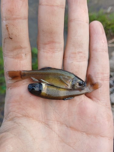 Black-head minnow (Pimephales promelas) — Cyprinidae — 2