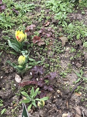 Tulipa