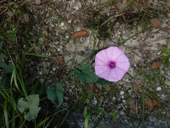 Convolvulus althaeoides althaeoides
