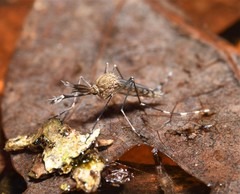 Ochlerotatus