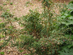 Berberis sargentiana