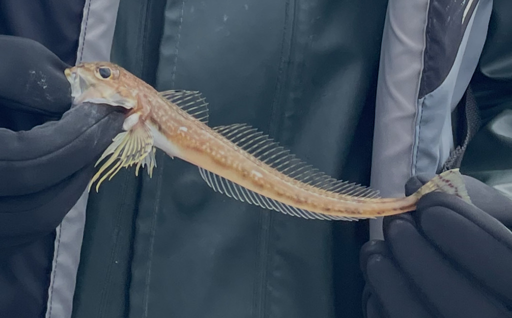 Roughspine sculpin (Triglops macellus) — Cottidae