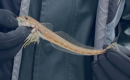 Roughspine sculpin (Triglops macellus) — Cottidae