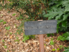 Berberis sargentiana