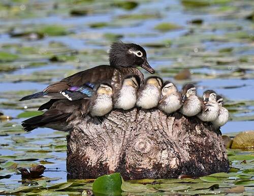 Wood Duck