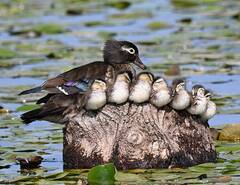 Wood Duck photo 6