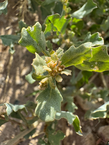Atriplex muelleri observed 2026-05-18