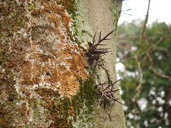 Gleditsia sinensis