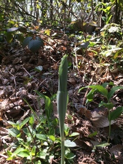 Polygonatum multiflorum