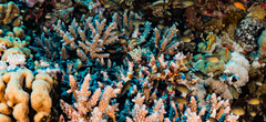 Chromis flavaxilla