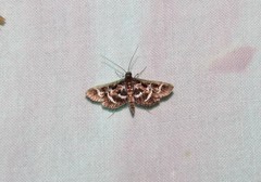 Diasemiodes janassialis