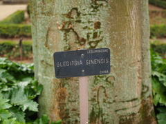 Gleditsia sinensis