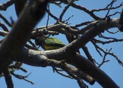 Poicephalus senegalus