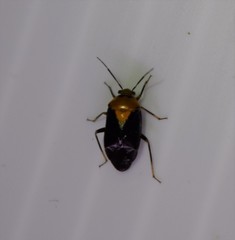 Neocapsus