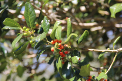 Ilex × attenuata