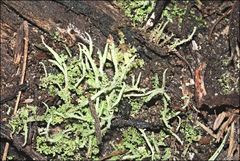 Cladonia corniculata