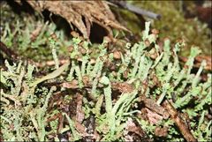 Cladonia ramulosa