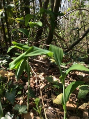 Polygonatum multiflorum