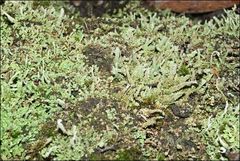 Cladonia rigida
