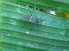 Leptoscelis saepifera