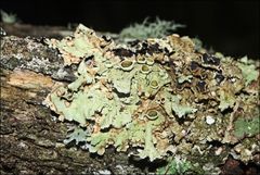 Flavoparmelia rutidota