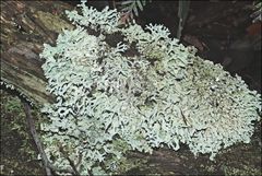 Hypogymnia subphysodes