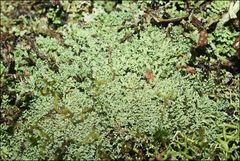 Neophyllis melacarpa