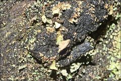 Thysanothecium scutellatum