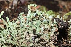 Cladonia ramulosa