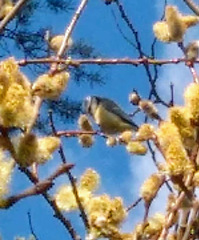 Cyanistes caeruleus