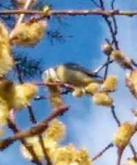 Cyanistes caeruleus